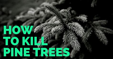 If bleaching a tree stump can kill it, then killing tree roots with bleach will work as well. How To Kill a Pine Tree - All You Need To Know
