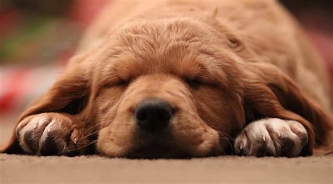 N.padre island beach condorecently remodeled & tastefully furnished 1 bedroom 1 bath with open concept. Pet Friendly Rentals - Amelia Island Getaways