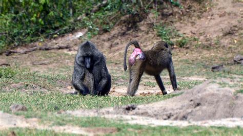 Baboon Attack Human