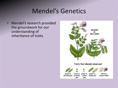 Ppt Mendels Genetics Powerpoint Presentation Free Download Id2810107