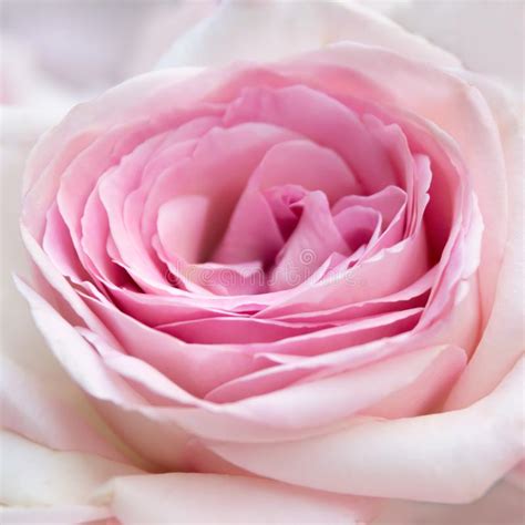 Pink Rose Close Up Stock Image Image Of Background
