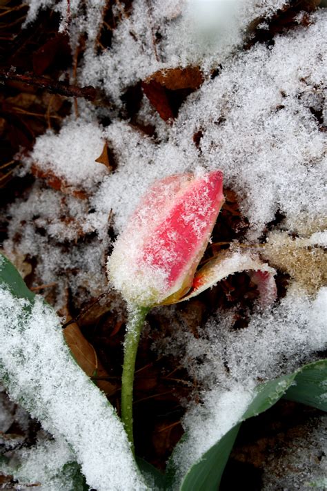 Snow Covered Tulip Picture Free Photograph Photos