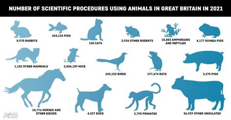 Animal Testing Statistics Peta