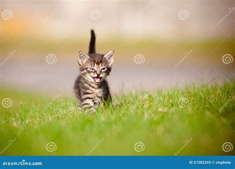 Tabby Kitten Meowing Stock Image Image Of Meow Garden 27282243