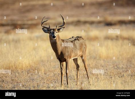 White Tail Buck Hi Res Stock Photography And Images Alamy