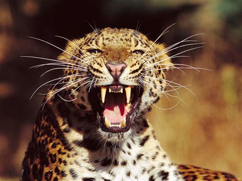 Download Wallpaper For 750x1334 Resolution Jaguar Teeth Hd Animals