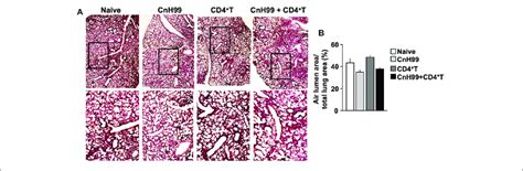 Evaluating Lung Pathology In C Iris Mice A Representative Images