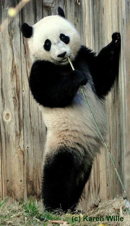 Pin By Rainara Brito On Animals Panda Bear Panda Giant Panda