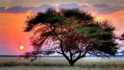 Kalahari Desert Sun Sunset Wallpapers Africa Tree