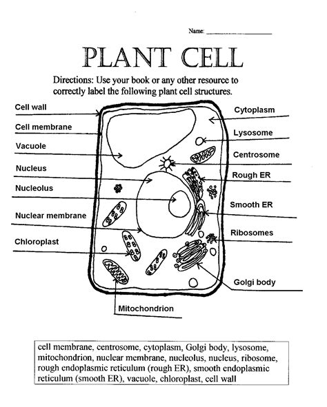 Labeling An Animal Cell Worksheet