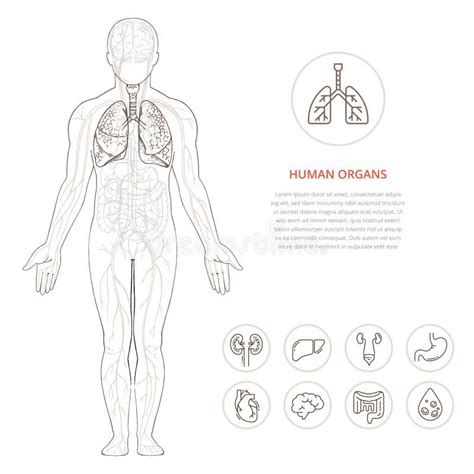 Esquema Visual Da Estrutura Do Homem E Dos órgãos Humanos Ilustração Do