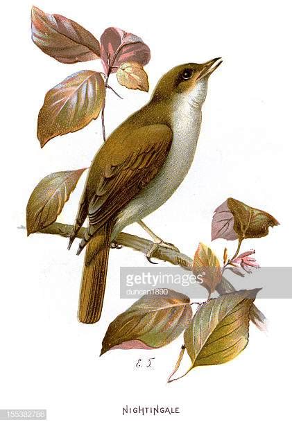 Clip Art Nightingale 20 Free Cliparts Download Images On Clipground 2023