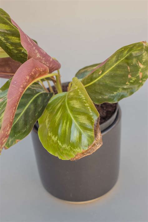 Why The Tips Of Your Houseplants Leaves Are Turning Brown Better