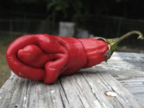 14 Vagina Shaped Foods To Feed Your Appetite