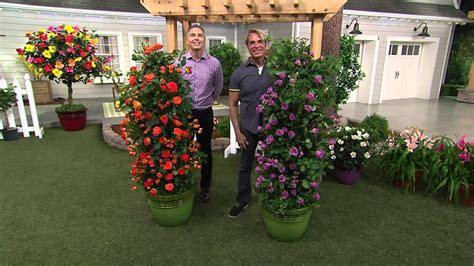 Cottage Farms Climbing Starlet Rose Duo On Qvc Youtube