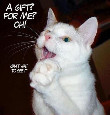 We did not find results for: Funny-looking: 15 Most Funny lol cats