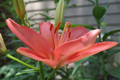 Salmon Colored Lilies Stargazer Lily Lily Flowers