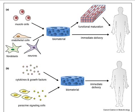 Figure 1 From Biomaterials For Skeletal Muscle Tissue Engineering