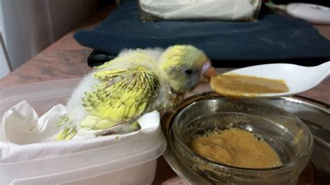 What Do You Feed A Baby Budgie Legverse