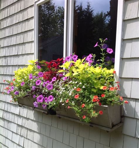 Best 7 Gorgeous Shade Plants For Window Boxes Ideas For