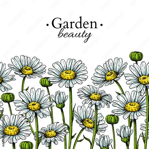 Daisy Flower Border Drawing Vector Hand Drawn Floral Seamless Pattern