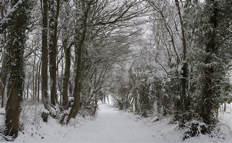 Snowy Tree Tunnel Dant89 Flickr