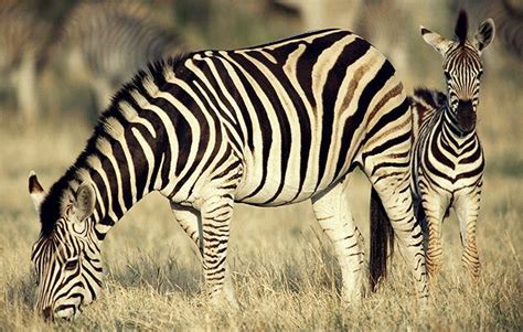 Top 10 Interesting Facts About Zebras Serengeti National Park