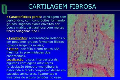 Qual A Função Da Cartilagem