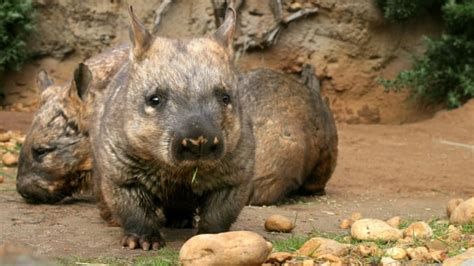 Secret Sex Lives Of Wombats Reveal Bum Biting Behaviours