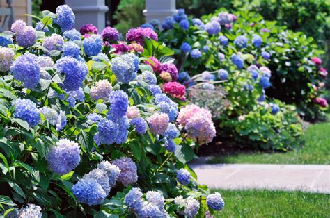 35 Hydrangea Garden Ideas Pictures