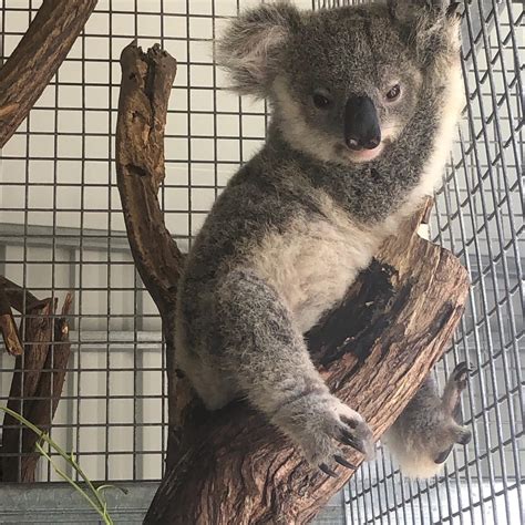 Pin By Diana On Koalas Koala Marsupial Australia Animals Cute Baby