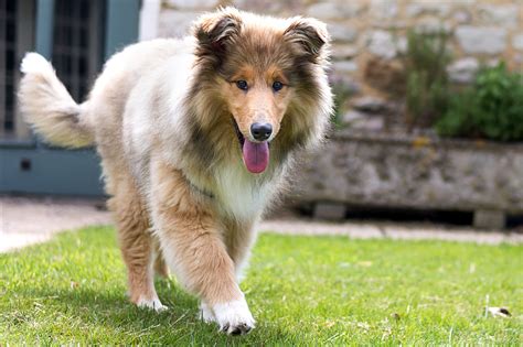 What Type Of Collie Was Lassie