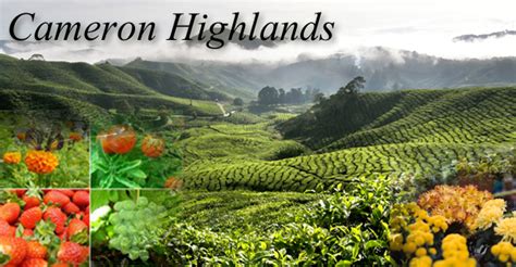 Unless you plan on doing some serious. Ride "mengejut" ke Cameron Highland