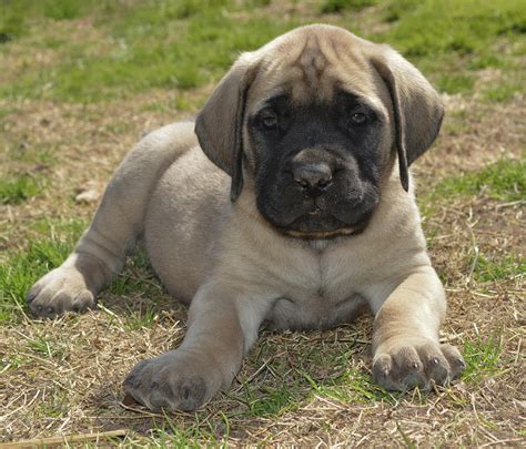 A Single English Mastiff Puppy Photograph By Jennifer Wallace Pixels