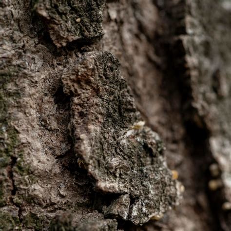 Free Photo Close Up Natural Tree Bark