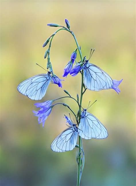 Maybe you would like to learn more about one of these? 50 Beautiful Pictures Of Flowers And Butterflies