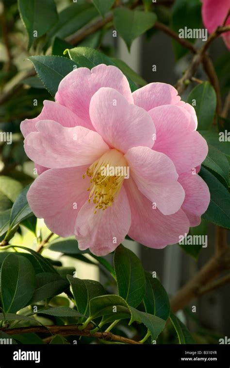 Camellia Hybrid Sayonara Pale Pink Stock Photo Alamy