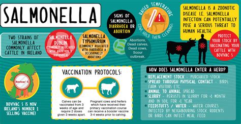 The two species of salmonella are salmonella enterica and salmonella bongori. Salmonella Can Be Contracted From Backyard Chicken ...