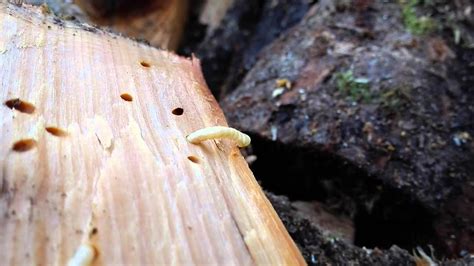 Read To Know About Woodworm And How You Can Treat It