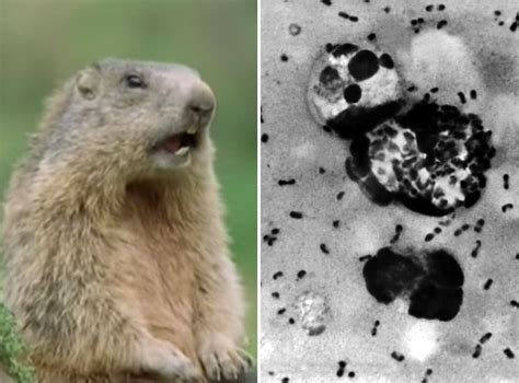 China Bubonic Plague Death Town Of 30000 Placed In Quarantine After