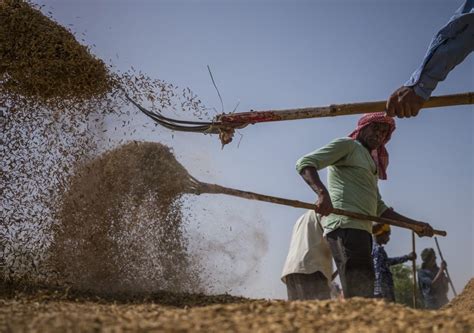 Perennial Rice Incorporates African Wild Rice Genes And Halves