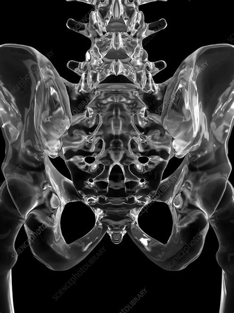 Human Pelvis Bones Illustration Stock Image F0116020 Science