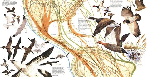 Geography Blog Bird Migration In The Americas 1979 National Geographic