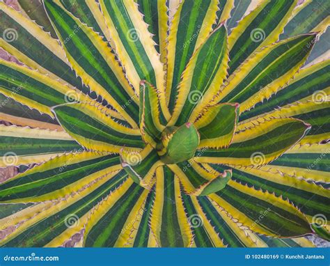 Top View Agave Leaves Green Background Ground Cover Plants Stock