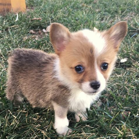 Corgi Puppies For Sale • Adopt Your Puppy Today • Infinity Pups