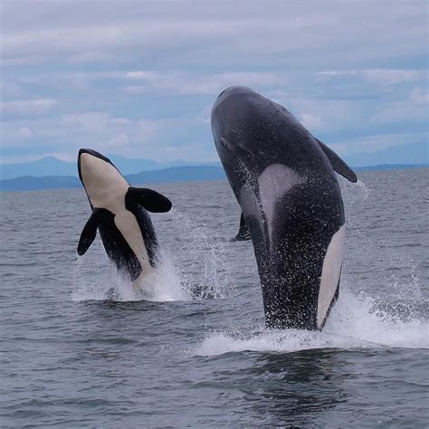 Marine Life Two Whales Are Jumping Out Of The Water Whale Orca