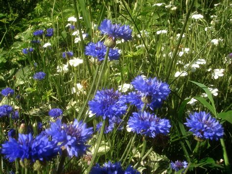 Cornflower Centaurea Cyanus Blue Boy Flowers Premier Seeds Direct Ltd