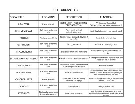 Organelle With Its Function Bing Images Biology Pinterest