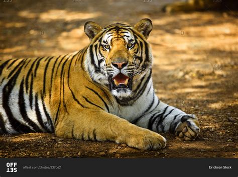 Tiger Lying Down Stock Photo Offset
