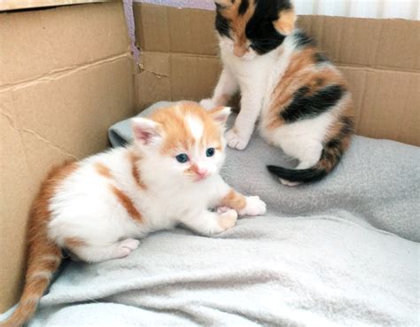 2 Beautiful Kittens Looking For A New Home In Farnworth Manchester